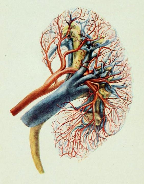 Was die Nieren stärkt – ganzheitliche Impulse aus Yoga & Natur